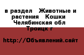  в раздел : Животные и растения » Кошки . Челябинская обл.,Троицк г.